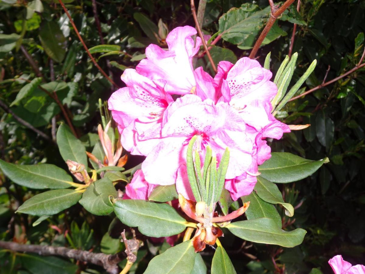 مبيت وإفطار Caux Les Fleurs Du Mont المظهر الخارجي الصورة