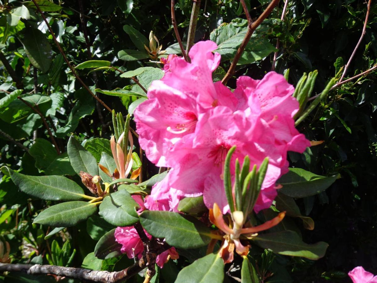 مبيت وإفطار Caux Les Fleurs Du Mont المظهر الخارجي الصورة