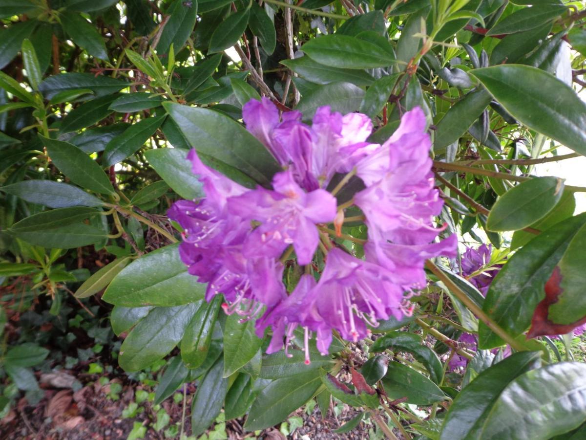 مبيت وإفطار Caux Les Fleurs Du Mont المظهر الخارجي الصورة