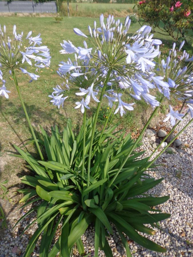 مبيت وإفطار Caux Les Fleurs Du Mont المظهر الخارجي الصورة